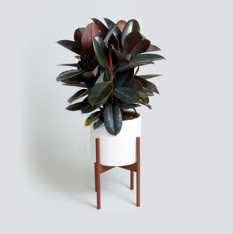 Ficus Elastica