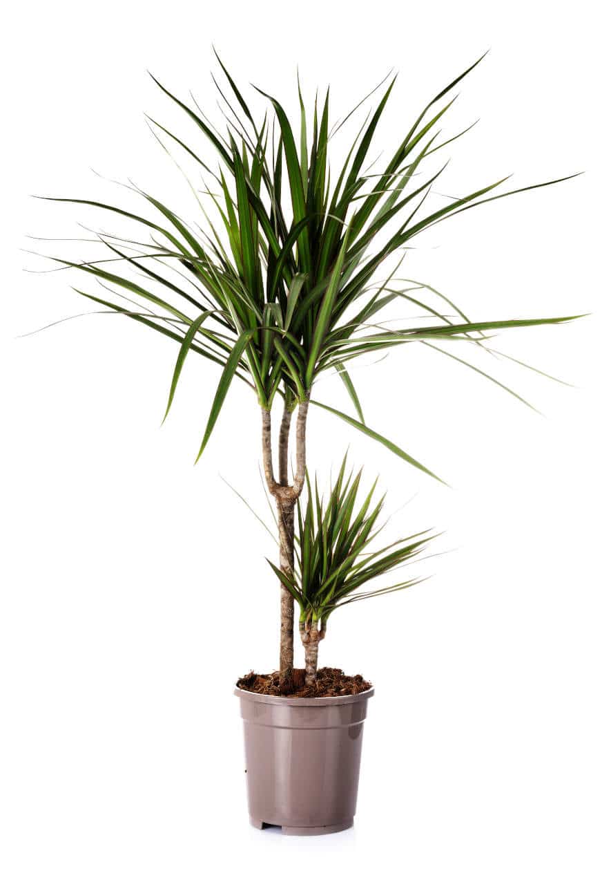 Dracaena Marginata Secondary image
