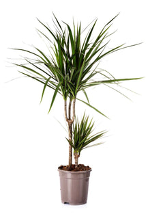 Dracaena Marginata