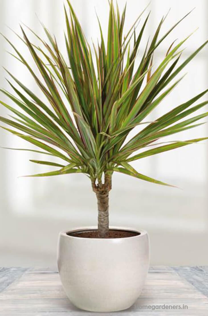 Dracaena Marginata