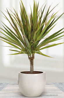 Dracaena Marginata