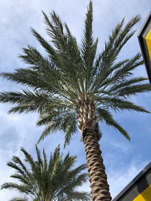 Phoenix Dactylifera "Date Palm"