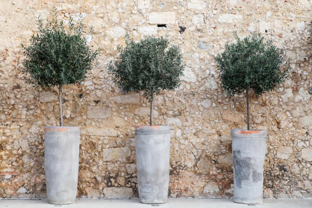 Olive Tree