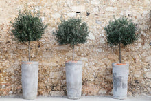 Olive Tree