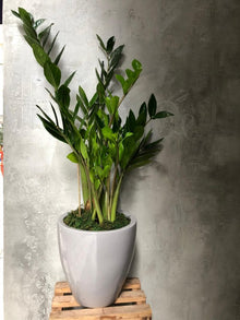 Zamia Furfuracea